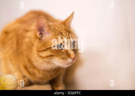 Ginger cat sitting on the wooden floor in a white room. The fat red cat is resting. Sweet fluffy kitten at home. A large red cat lies beautifully on t Stock Photo