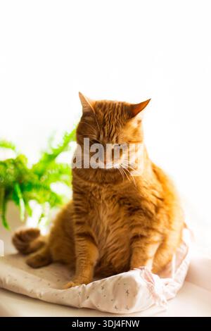 Ginger cat lying on window sill at home in the morning. Pet enjoying sun sleeping and relaxing Stock Photo