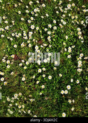 A sunny field of wild white daisies blooming in lush green grass. This top-down perspective captures the essence of spring, summer, and natural growth Stock Photo