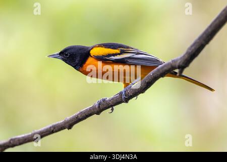 Baltimore oriole (Icterus galbula) male - Soda y Mirador Cinchona, Alajuela Province, Costa Rica Stock Photo
