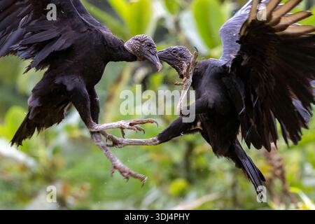 Black vultures (Coragyps atratus) fighting - La Laguna del Lagarto Eco-Lodge, Boca Tapada, Costa Rica Stock Photo
