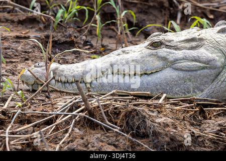 Close up of an American crocodile (Crocodylus acutus) - San Carlos River near Boca Tapada, Costa Rica Stock Photo