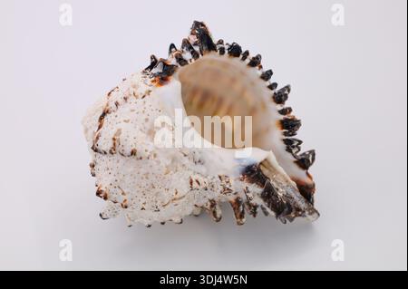 Natural Textured Sea Shell on White Background Stock Photo