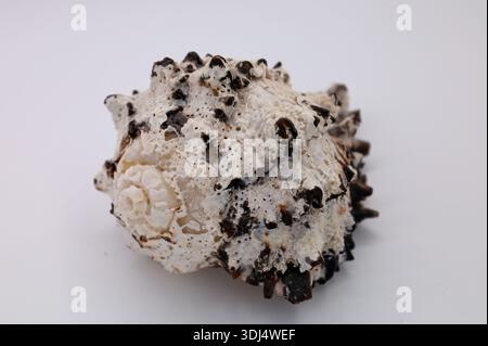 Natural Textured Sea Shell on White Background Stock Photo