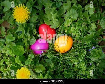 Bright dyed Easter eggs resting on fresh green grass with yellow dandelion flowers. Spring holiday concept, natural background, outdoor celebration, s Stock Photo