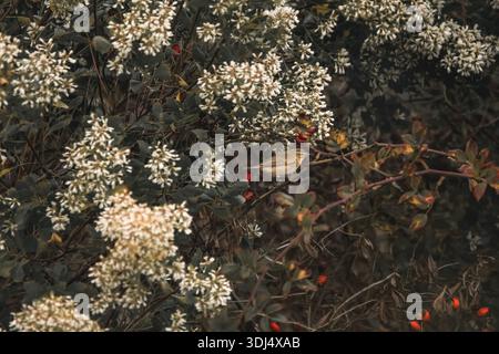 Chiffchaff (Phylloscopus Collybita) in a blossoming baccharis bush (Baccharis halimifolia) and a rose hip bush (Rosa canina),autumn colours, dark mood Stock Photo