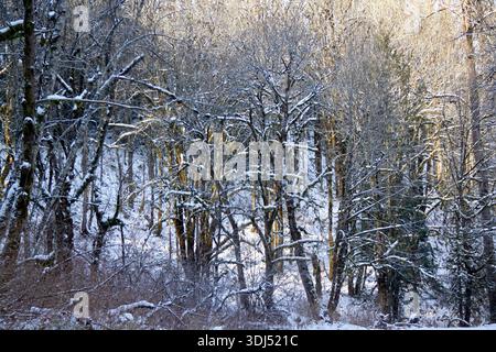 A landscape of trees with snow during winter. The sun is shining on some of the trees. Stock Photo