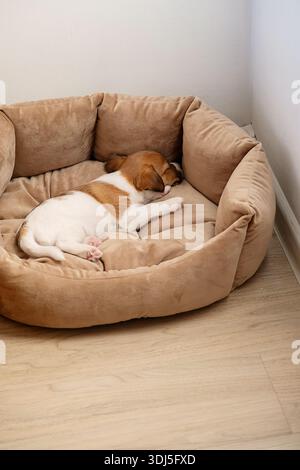 Puppy dog sleeping peacefully alone in soft cozy pet bed on wood floor. Cute animal portrait for pet care and companionship concept. Stock Photo