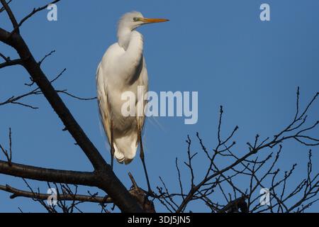 A great egret (Ardea alba) in a tree in a park in Kanagawa, Japan. Stock Photo