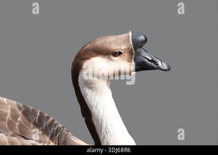 Swan Goose bird close up view displaying its characteristic head and knob on the beak Stock Photo