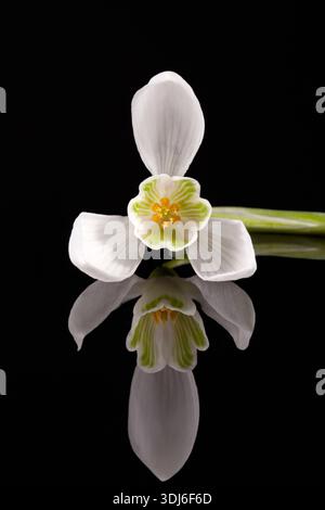 White single spring flower of snowdrop isolated on black background, mirror reflection Stock Photo