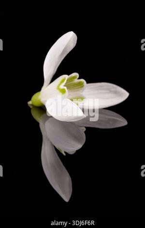 Single spring flower of snowdrop isolated on black background, mirror reflection Stock Photo