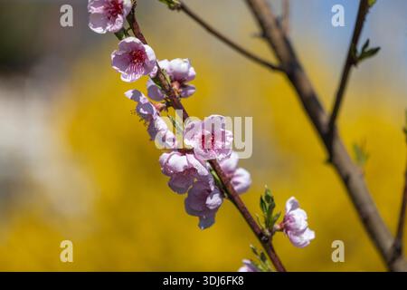 Delicate peach blossom branch in full bloom, pink tiny flowers, in spring garden on sunny day, beauty of nature Stock Photo