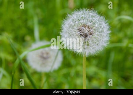 Two dandelions, dandelion meadow, white flowers in green grass. Dandelion Seed Head, on blurry background, macro close-up. Stock Photo