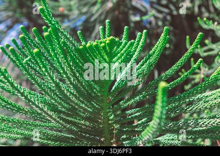Green and dense foliage of young Norfolk Island pine. New growth at the branch tip is prominent, highlighting the plant's unique needle structure Stock Photo
