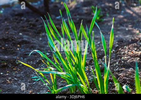 Vibrant green leaves reaching upward in a healthy garden bed. Young, upright shoots catch the sunlight against earthy background Stock Photo