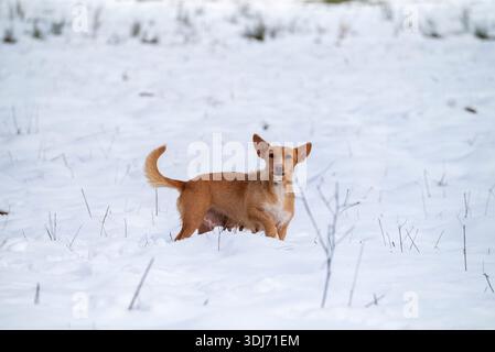 Brown mongrel dog standing on snow with ears up Stock Photo
