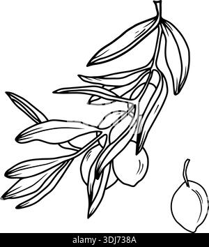Olive Branche. Kitchen herbs, olive branch, black line, hand-drawing illustration on isolated background. Drawing for food oil production. Botanical Stock Vector