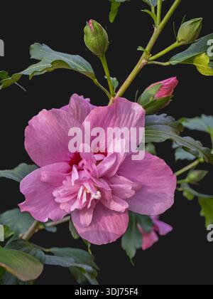 Closeup vertical view of delicate pink and purple red double flower of hibiscus syriacus aka shrub althea or rose mallow isolated on black background Stock Photo