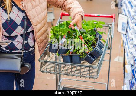 Close up view of woman taking purchased strawberry seedlings from shopping cart inside garden store. Sweden. Stock Photo