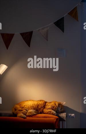 Ginger cat asleep atop a warm radiator, basking in cozy indoor warmth and soft light, a contented, fluffy housecat enjoying peaceful winter rest and quiet comfort Stock Photo