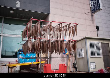 Busan, South Korea: Dried fish hanging outdoors on racks near seafood shops in a local coastal neighborhood Stock Photo