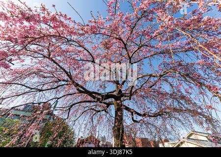Low angle view of a cherry blossom tree in full bloom at the Senso-ji temple, AKA Asakusa Kannon, in the early morning springtime sunshine. Stock Photo