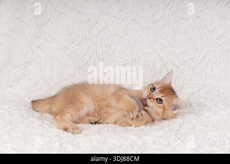 A funny ginger kitten lying on its side on a white plush blanket and licking a small grey toy mouse. Stock Photo