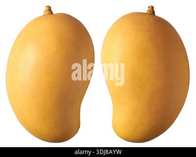 two whole unpeeled ripe mangoes isolated white background, smooth yellow skin and small brown fruit stems, side view Stock Photo