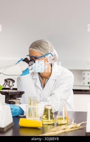 Compound microscope is sitting on black lab bench with flasks, beaker, and corn stalks. Maize, plantscience, agritech, biotech, research, sterile, cle Stock Photo