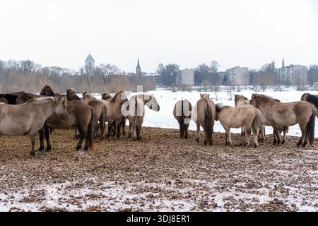Wild Konik horses standing in winter pasture with city buildings in background Stock Photo