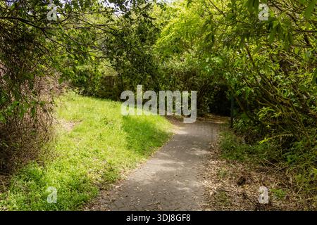 Curving Brick Path Through Lush Green Woodland Stock Photo