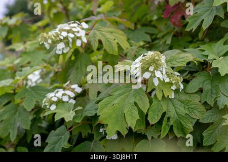 Branches of hydrangea quercifolia, also known as oakleaf or oak-leaved hydrangea, featuring white flower panicles and fresh green leaves in a natural Stock Photo