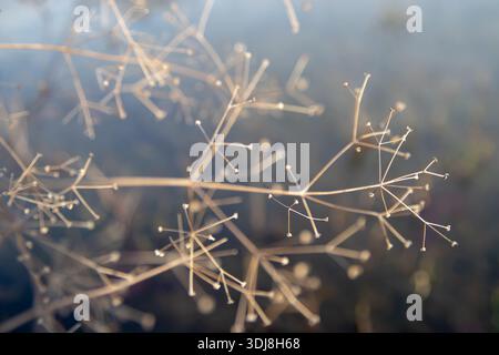 Dry Alisma (water-plantains) stems in a winter pond natural background creating atmospheric, textured, and delicate aquatic garden detail. Stock Photo