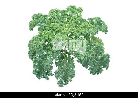 Curly kale, also called leaf cabbage (Brassica oleracea) isolated on white background. Edible leafy vegetable with water droplets, also valued as an o Stock Photo