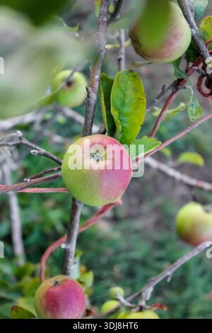 Ripe green and red apples hanging from a branch on an apple tree in an orchard or garden, with green foliage in the background. Stock Photo
