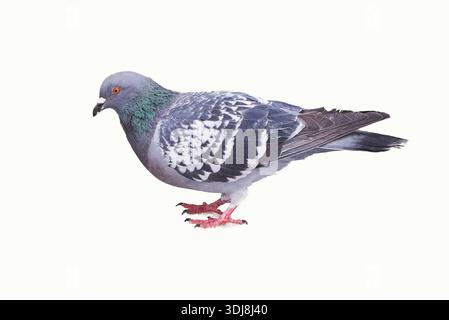 Pigeon bird isolated on white background. Columbidae family Stock Photo