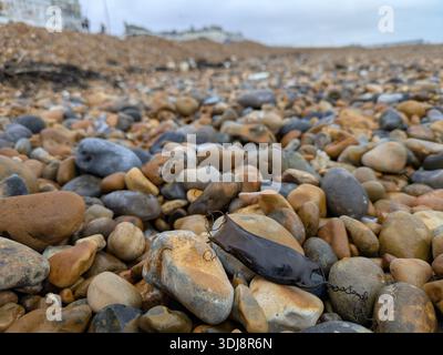 Small spotted catshark (Scyliorhinus canicula) egg case (aka mermaid's purse) washed up on a shingle beach in East Sussex, England, in January 2026. Stock Photo