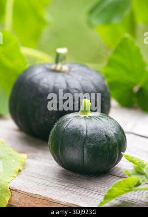 Two young, round, dark green 'Zaphito' squashes resting on weathered wood. Botanically pumpkins but used as versatile summer squashes Stock Photo