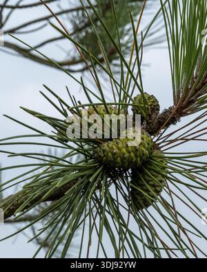 Schoorl, nord-holland, netherlands, Green immature pine cones cluster on a pine branch with needles against a bright background Stock Photo