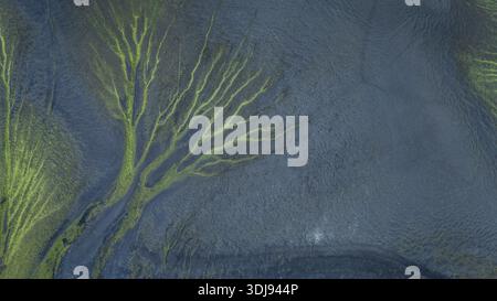 Aerial shot of lichen structures on the black sand creating tree like patterns, Highlands, Iceland Stock Photo