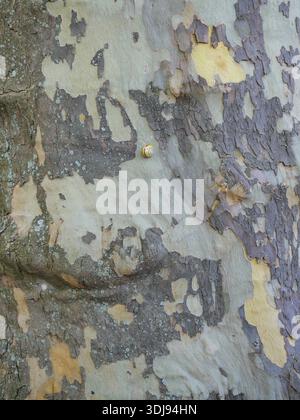 Plane tree bark with peeling texture in gray, green, and yellow tones. Small snail on the surface. Close-up. Copyspace. Stock Photo