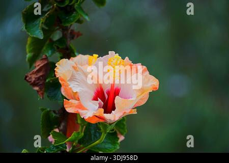 A orange white hibiscus flower in Glyfada, Attica, Greece Stock Photo