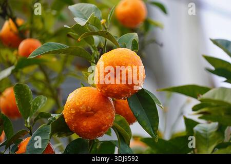 Wet tangerines after the rain, in Attica, Greece Stock Photo