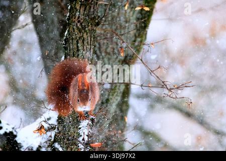 Red squirrel sitting on tree branch in snowy winter setting facing camera Stock Photo