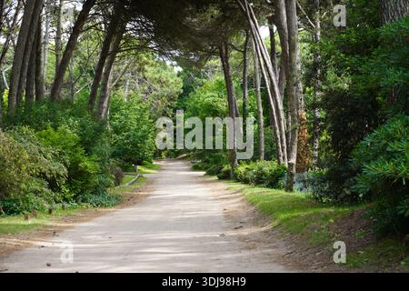 A peaceful, unpaved road winding through a lush green forest, with tall trees leaning over to create a natural canopy. Stock Photo
