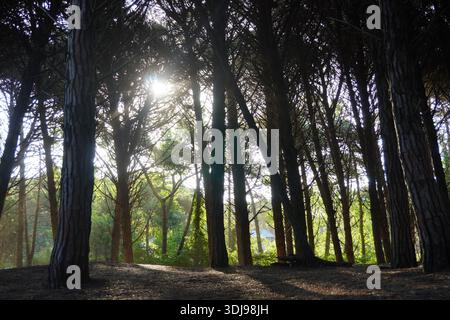 Sunlight streaming through a dense canopy of pine trees in a forest at sunset, creating a dramatic lens flare and long shadows on the woodland floor. Stock Photo
