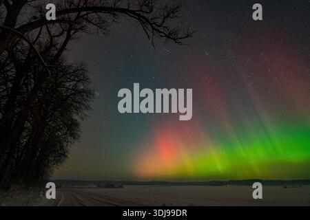 Colorful northern lights in a winter night sky over a snow-covered landscape with stars and tree silhouettes Stock Photo