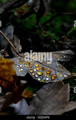 Macro close-up of a fallen sycamore (Acer pseudoplatanus) leaf with amber-colored water droplets on the forest floor in autumn Stock Photo