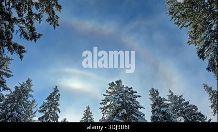 Looking up into the blue sky with a sun halo through the tall snow-covered pine trees Stock Photo